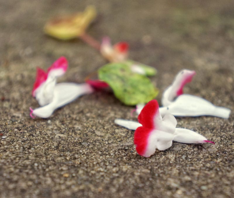 Fallen Ornamental Sage flowers