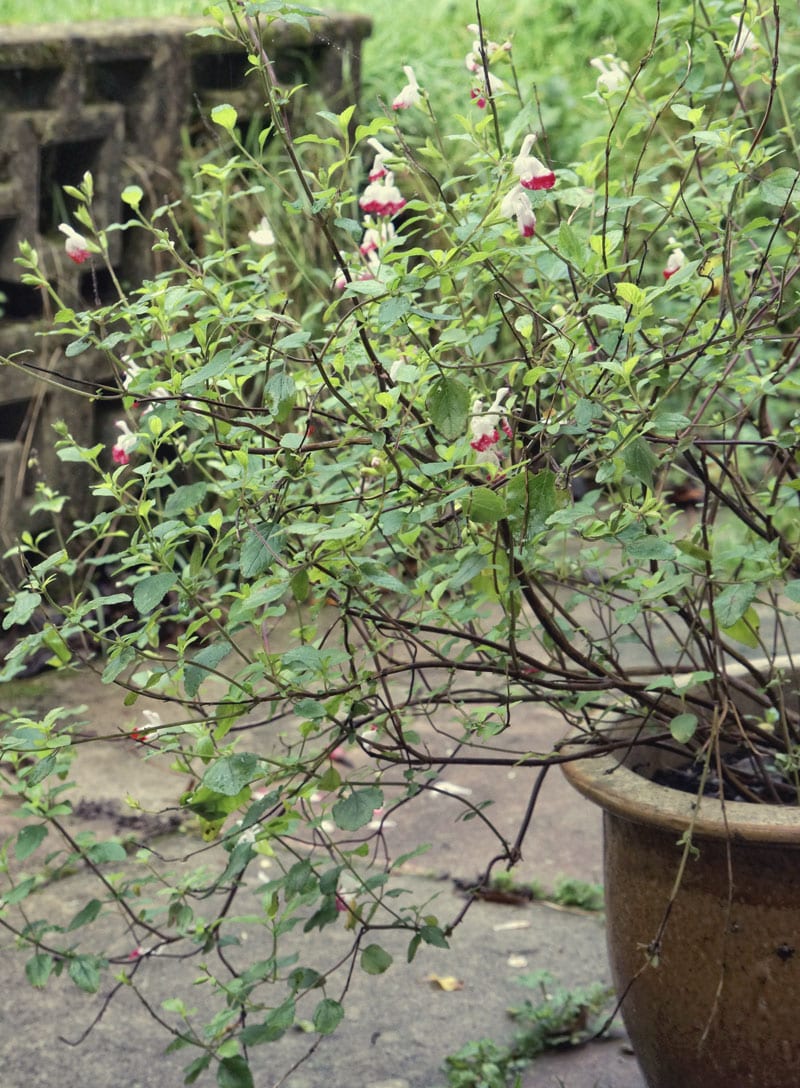 flower pot ornamental sage