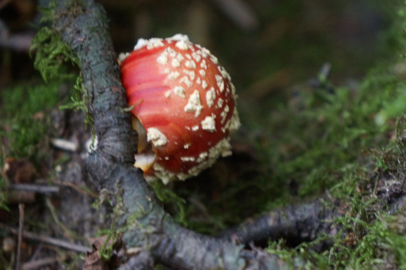 fly agaric or panther cap