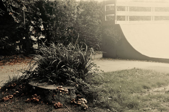 mushrooms and skateboard park