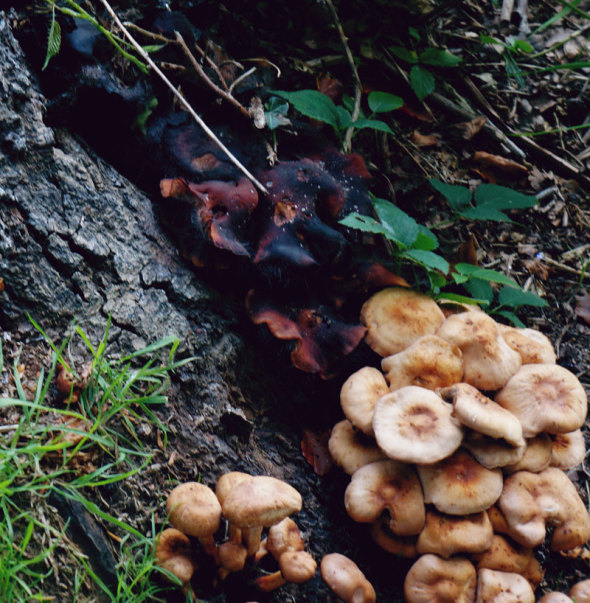 Various types mushrooms