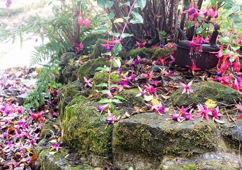 Fuschia blooming fallen