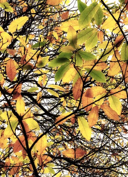 changing colours leaves