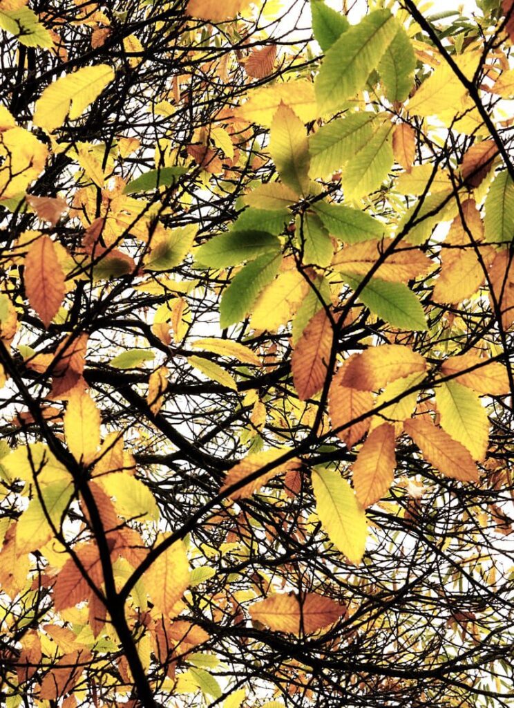 changing colours leaves