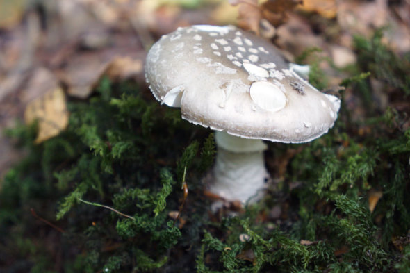 mushroom in woodland