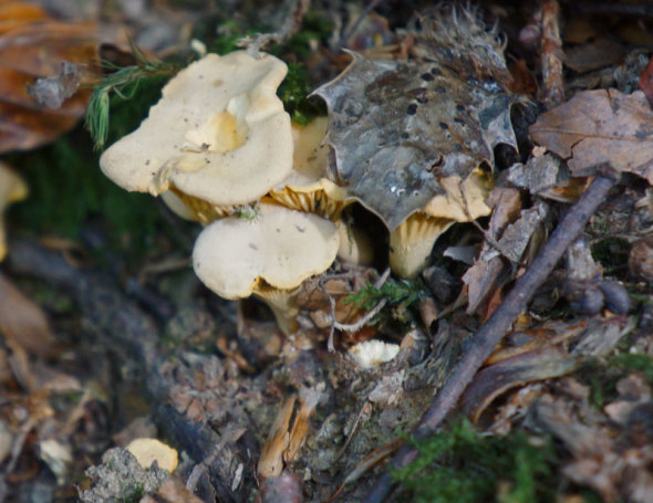 Mushrooms and dead leaves