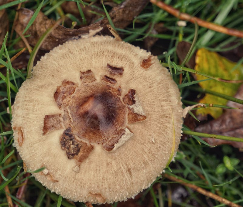 mushroom top