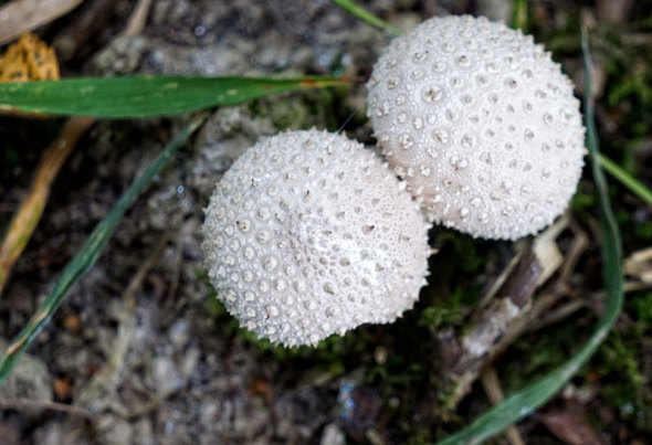 two white fungi