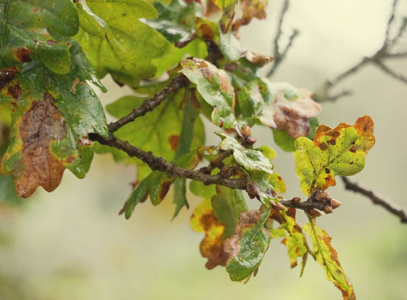 Oak leaves turning brown