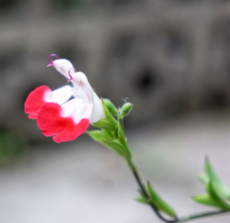 Ornamental Sage flowers