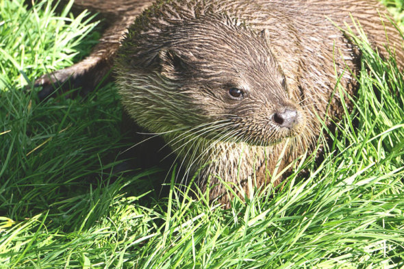 UK otter