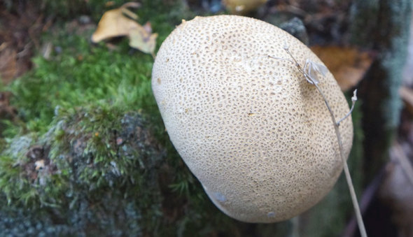 round shaped mushroom