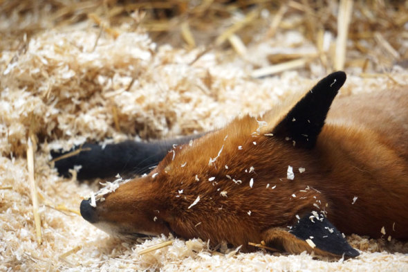 red fox sleeping in barn