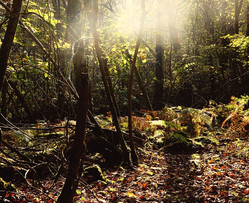 sunlight leaves deep woods