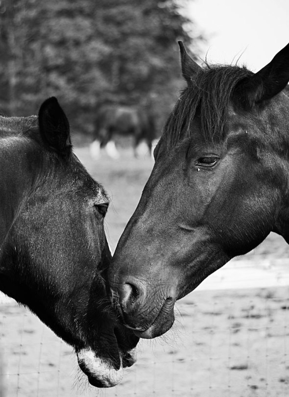 horses black and white photography