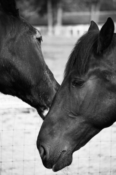 Horses nuzzling bw photo
