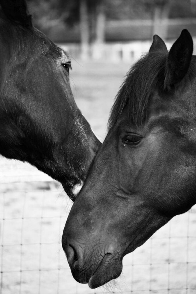 Horses nuzzling bw photo