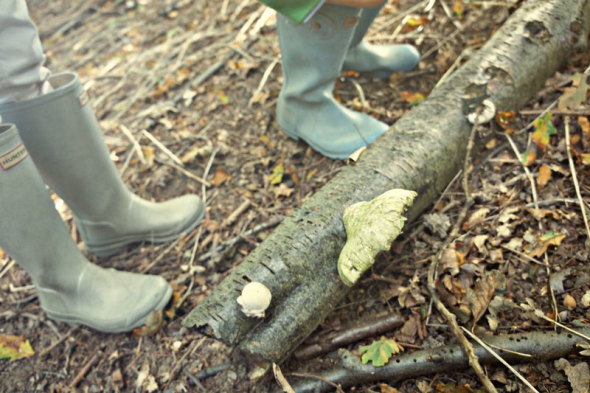 fungi on fallen tree branch