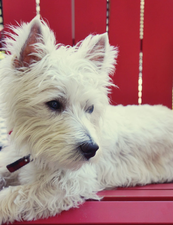 West Highland Terrier image new passport for pet rules 2014