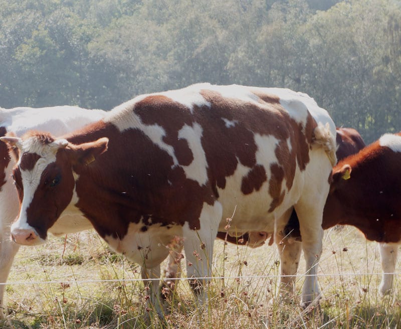 calves drinking from cows udder