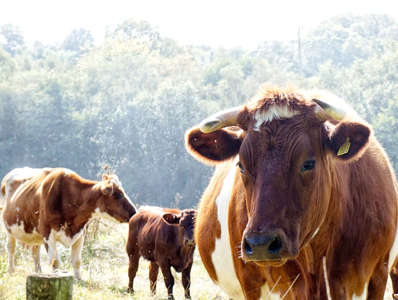 Plaw Hatch cows with horns