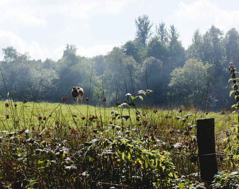 cow in field