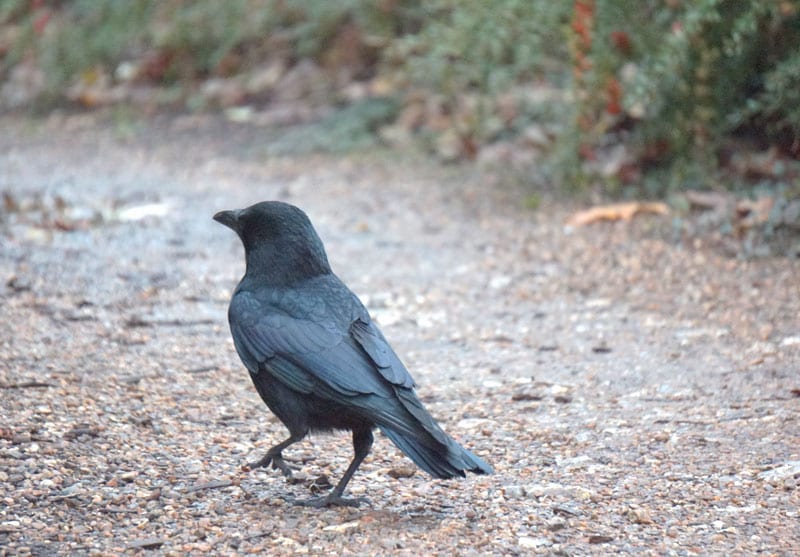 crow walking wakehurst