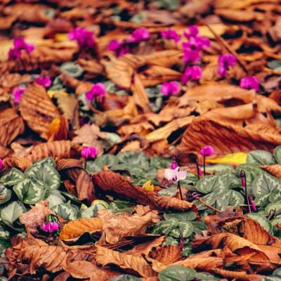 cyclamen amongst leaves