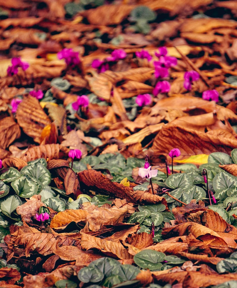 cyclamen amongst leaves