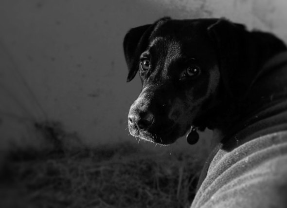 young dog in barn bw photo
