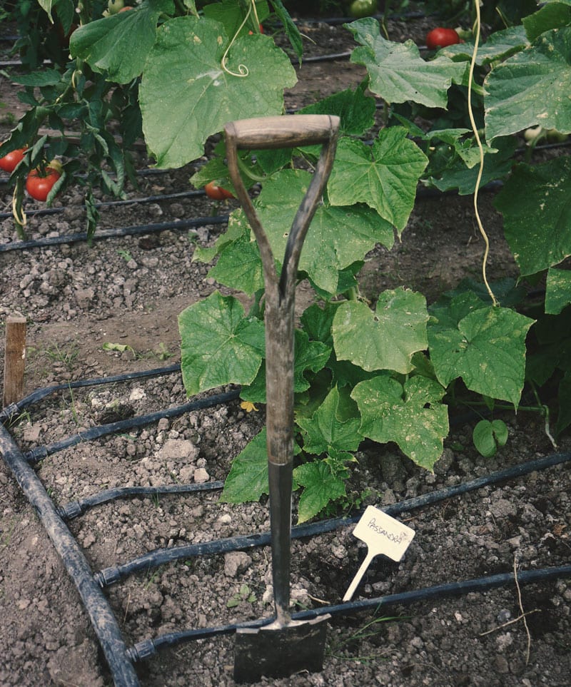 fork in soil