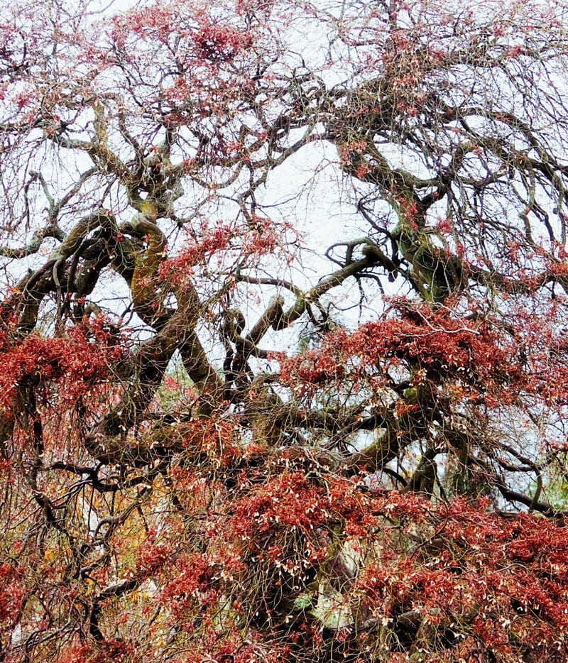 gnarly tree