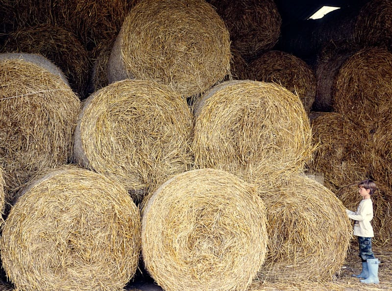 Bales of hay in barn