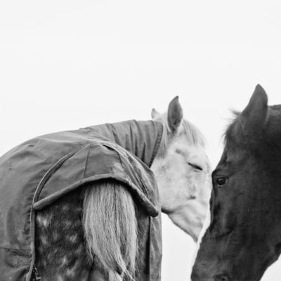 open and shut eyes on horses black white photo