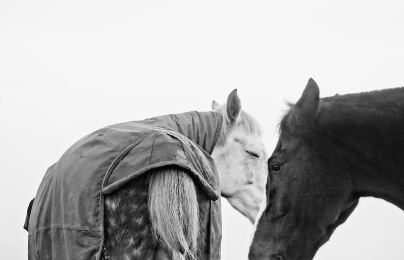 open and shut eyes on horses black white photo