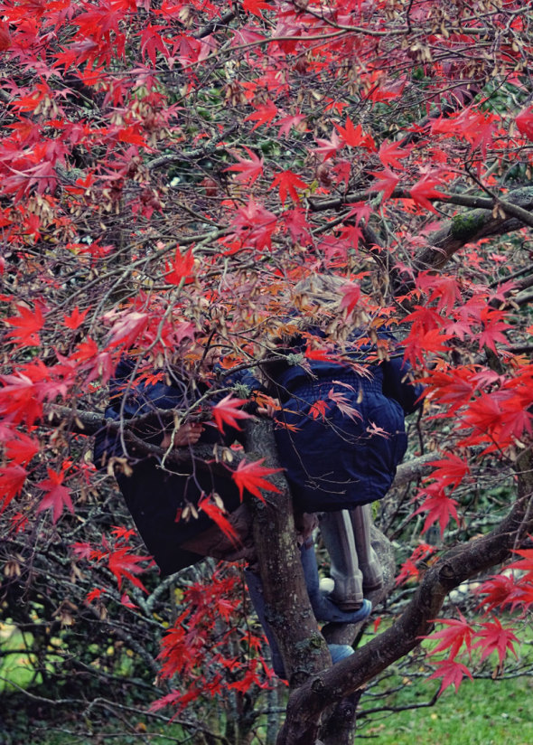 Luce Theo climbing Japanese maple