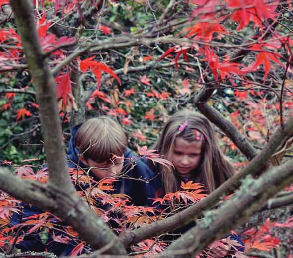 Twins climbing Japanese maple