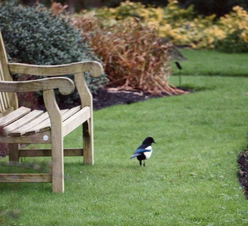 magpie and bench