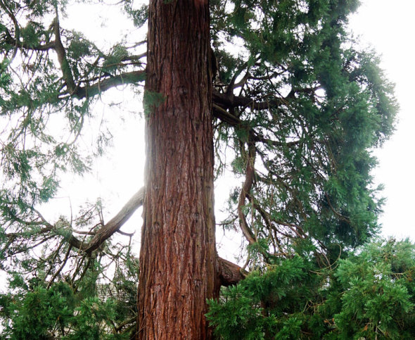 middle Redwood