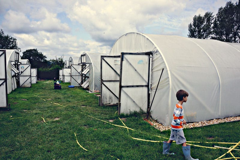 Biodynamic farm polytunnels