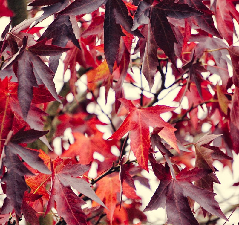 red maple leaves