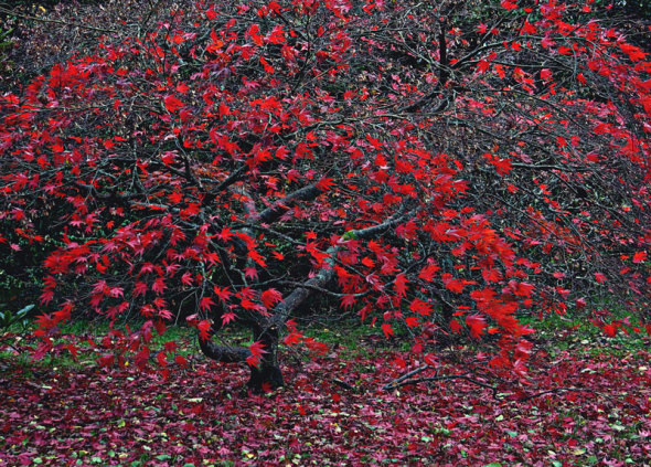 Japanese maple