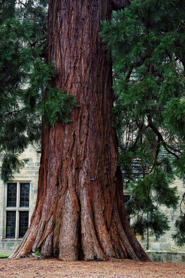 Redwood base