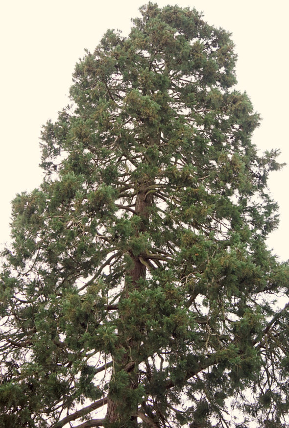 top of Wakehurst Redwood