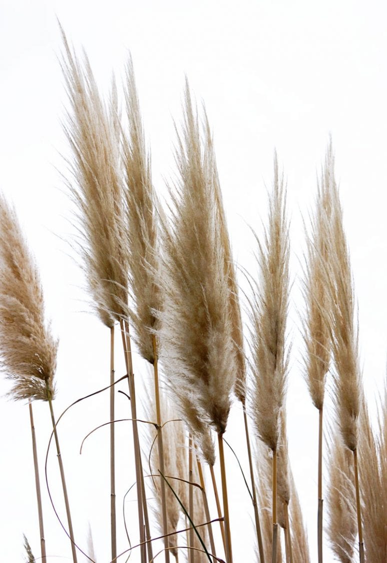 Rushes against sky