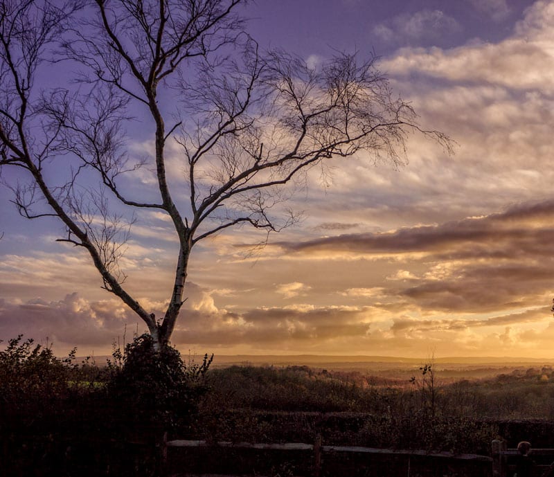 sunset tree landscape sussex