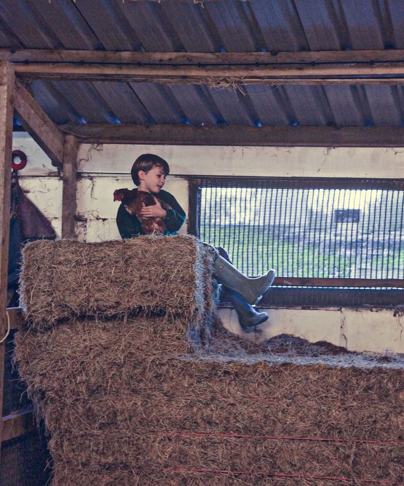 Theo on haystack with chicken friend