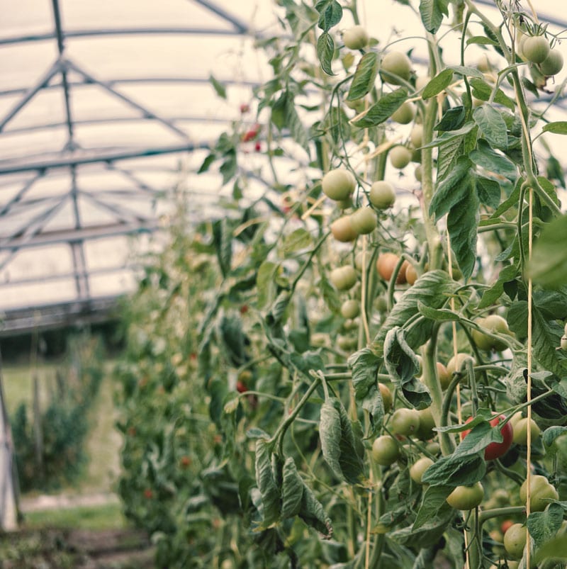 tomatoes polytunnel