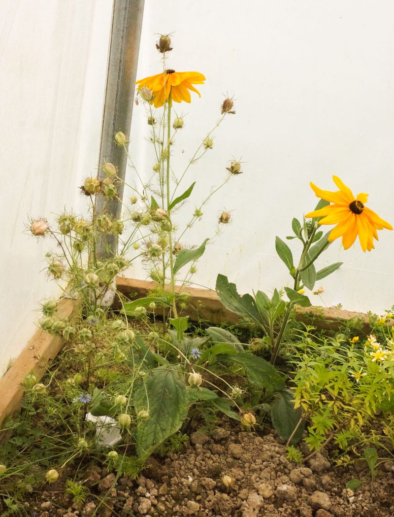 wildflowers-in-polytunnel