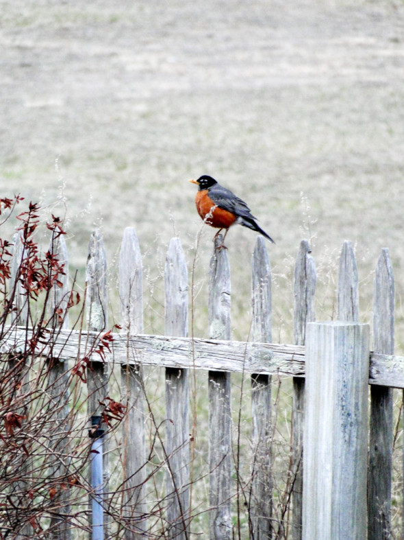 American robin on fence